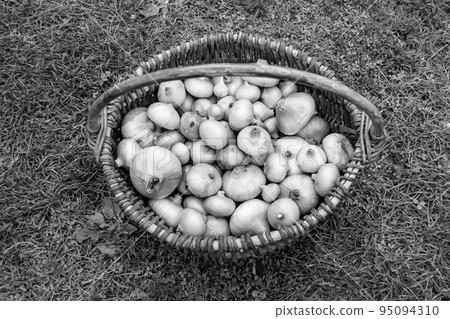 Photography on theme beautiful onion vegetable plant Photography on theme beautiful onion vegetable plant 95094310