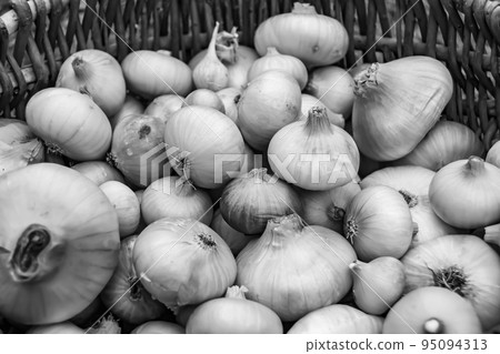Photography on theme beautiful onion vegetable plant Photography on theme beautiful onion vegetable plant 95094313