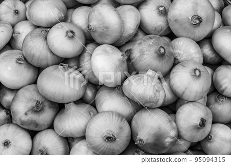 Photography on theme beautiful onion vegetable plant Photography on theme beautiful onion vegetable plant 95094315