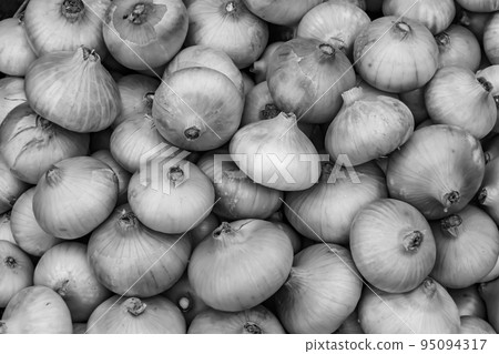 Photography on theme beautiful onion vegetable plant Photography on theme beautiful onion vegetable plant 95094317