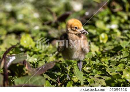 Beautiful yellow fluffy Demoiselle Crane baby gosling, Anthropoides virgo in a bright green meadow Beautiful yellow fluffy Demoiselle Crane baby gosling, Anthropoides virgo in a bright green meadow 95094538