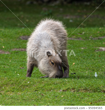 Capybara, Hydrochoerus hydrochaeris grazing on fresh green grass Capybara, Hydrochoerus hydrochaeris grazing on fresh green grass 95094565