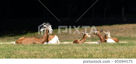 Dama gazelle, Gazella dama mhorr or mhorr gazelle is a species of gazelle 95094575