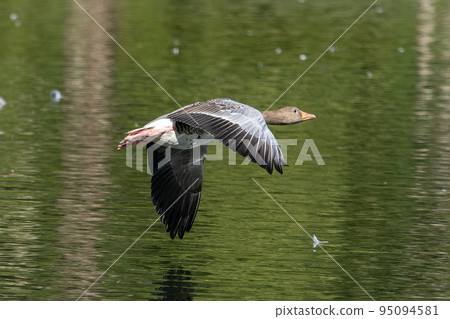 The flying greylag goose, Anser anser is a species of large goose The flying greylag goose, Anser anser is a species of large goose 95094581