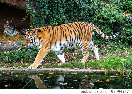 The Siberian tiger,Panthera tigris altaica in a park The Siberian tiger,Panthera tigris altaica in a park 95094587