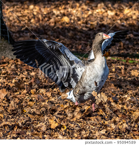 The greylag goose, Anser anser is a species of large goose The greylag goose, Anser anser is a species of large goose 95094589