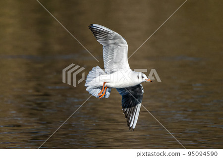 The European Herring Gull, Larus argentatus is a large gull The European Herring Gull, Larus argentatus is a large gull 95094590