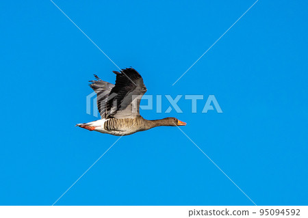 The flying greylag goose, Anser anser is a species of large goose The flying greylag goose, Anser anser is a species of large goose 95094592
