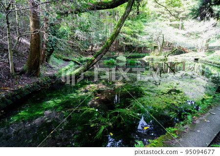 《Kumamoto Prefecture》Yamabuki Suigen/Yamabuki Suigen Promenade Ubuyama Village 《Kumamoto Prefecture》Yamabuki Suigen/Yamabuki Suigen Promenade Ubuyama Village 95094677