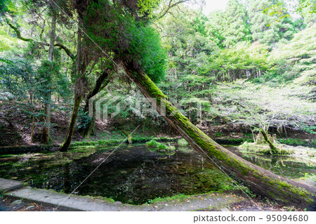 《Kumamoto Prefecture》Yamabuki Suigen/Yamabuki Suigen Promenade Ubuyama Village 95094680