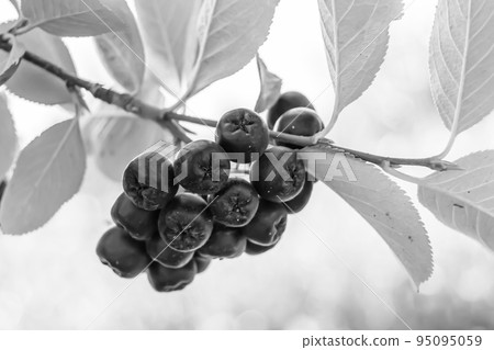 Photography on theme beautiful berry branch aronia bush Photography on theme beautiful berry branch aronia bush 95095059
