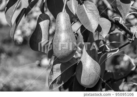 Photography on theme beautiful fruit branch pear tree Photography on theme beautiful fruit branch pear tree 95095106