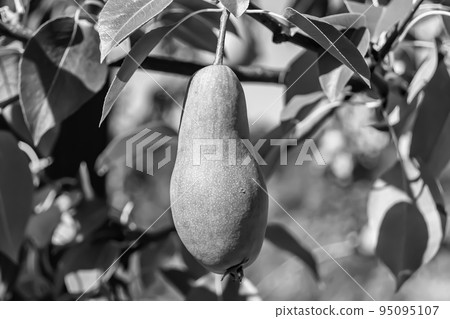 Photography on theme beautiful fruit branch pear tree Photography on theme beautiful fruit branch pear tree 95095107