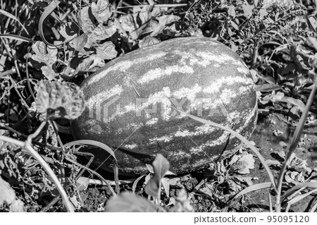 Photography on theme beautiful small fruit watermelon 95095120