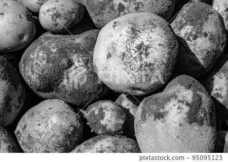 Photography on theme beautiful potato plant with natural dark ground 95095123