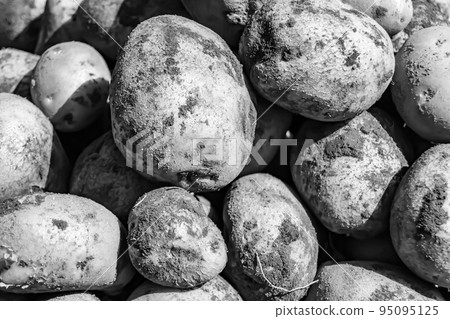 Photography on theme beautiful potato plant with natural dark ground 95095125