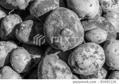 Photography on theme beautiful potato plant with natural dark ground 95095126