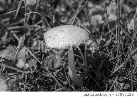 Photography to theme large beautiful poisonous mushroom in forest 95095129