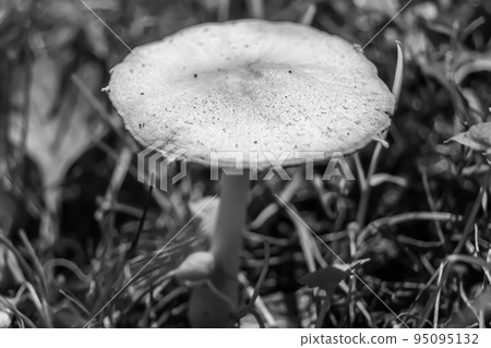 Photography to theme large beautiful poisonous mushroom in forest 95095132