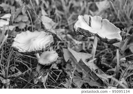 Photography to theme large beautiful poisonous mushroom in forest 95095134