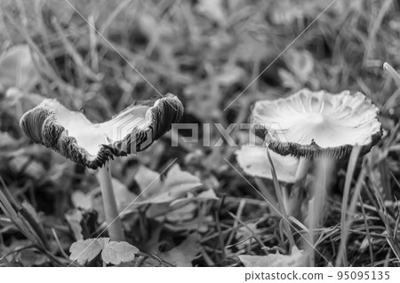 Photography to theme large beautiful poisonous mushroom in forest 95095135