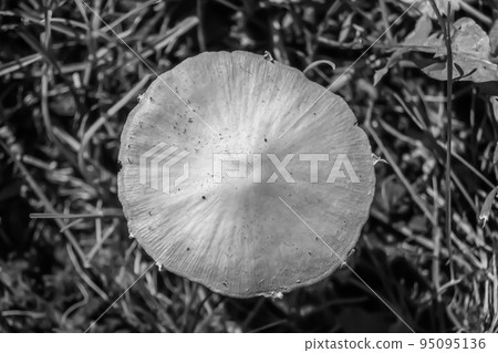 Photography to theme large beautiful poisonous mushroom in forest 95095136