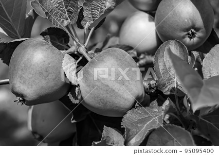 Photography on theme beautiful fruit branch apple tree 95095400