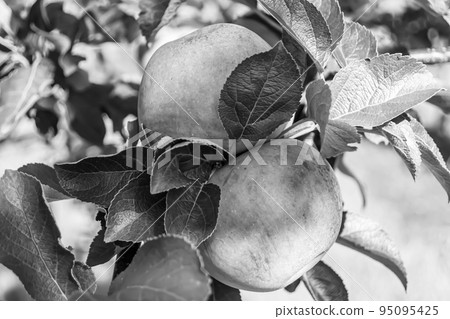 Photography on theme beautiful fruit branch apple tree Photography on theme beautiful fruit branch apple tree 95095425
