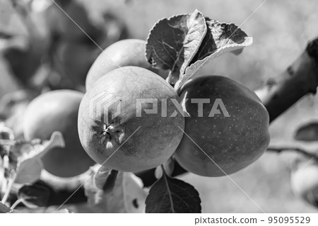 Photography on theme beautiful fruit branch apple tree Photography on theme beautiful fruit branch apple tree 95095529
