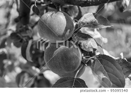 Photography on theme beautiful fruit branch apple tree 95095540