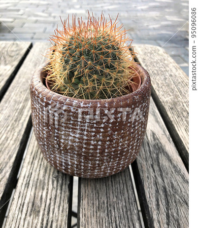 cactus decor on the table cactus decor on the table 95096086