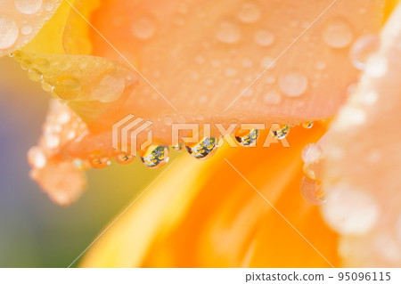 Rainy wet flowers 95096115