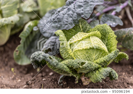 Garden greens growing their leaves with kale in the front Garden greens growing their leaves with kale in the front 95096194