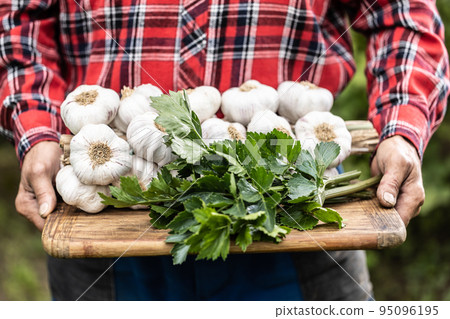 Man holding a wooden board with plenty of freshly picked and dried garlic bulbs 95096195