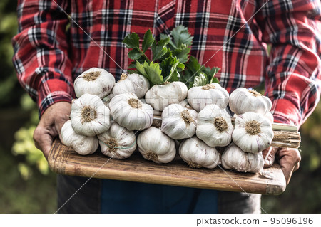Old man's hands holding a wooden board full of fresh organic garlic heads Old man's hands holding a wooden board full of fresh organic garlic heads 95096196