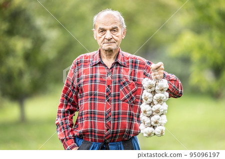 An elderly man holds a bunch of white garlic in the garden An elderly man holds a bunch of white garlic in the garden 95096197