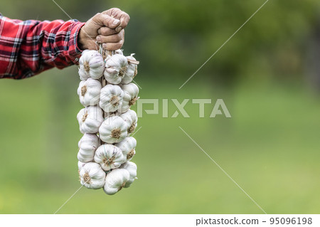 Male hand holding tightened white garlic heads after a harvest Male hand holding tightened white garlic heads after a harvest 95096198