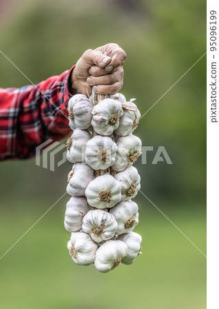 Bundle of organic homegrown white garlic held by a hand of an older man Bundle of organic homegrown white garlic held by a hand of an older man 95096199