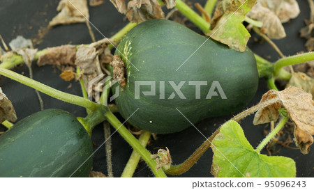 Pumpkin harvest field butternut squash Cucurbita moschata gramma unripe green winter kuri foil irrigation creeping climbing bio farm workers harvesting plant planting pepo, farming farmer Europe Pumpkin harvest field butternut squash Cucurbita moschata gramma unripe green winter kuri foil irrigation creeping climbing bio farm workers harvesting plant planting pepo, farming farmer Europe 95096243