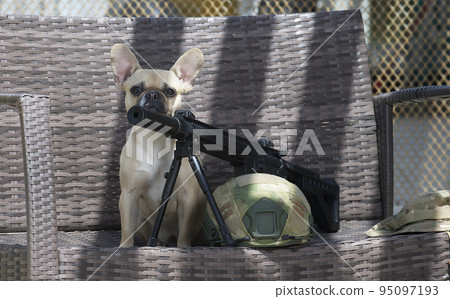 A dog breed French bulldog sits in the shade behind a machine gun and an airsoft helmet, looking tiredly at the camera. Sunny day and hard shadows fall on the bench. 95097193