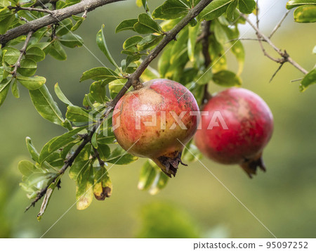 red pomegranate fruit on a pomegranate tree 95097252