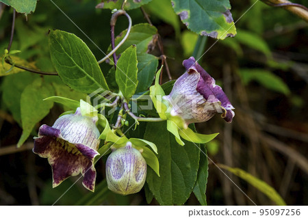 Tulninjin花 95097256