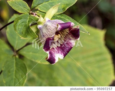 Tulninjin flowers 95097257