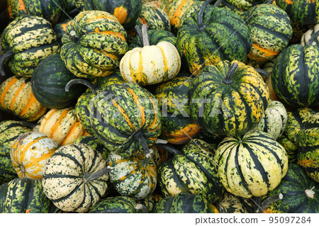 Many mini pumpkins grade kind Sweet Dumpling Harvesting. Exhibition and sales. 95097284