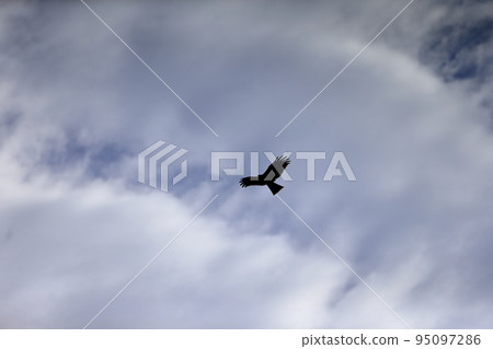 Image of Tobi circling in the sky 95097286