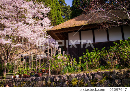 Cherry blossoms bloom at the birthplace of Soen Nagatani, Ujitawara-cho, Tsuzuki-gun, Kyoto 95097647