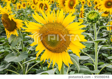 Sunflower in a sunflower field. Large yellow sunflower flower with green leaves on the trunk under the bright sun. Beautiful Natural Wallpaper. Summer nature. Sunflower in a sunflower field. Large yellow sunflower flower with green leaves on the trunk under the bright sun. Beautiful Natural Wallpaper. Summer nature. 95098048