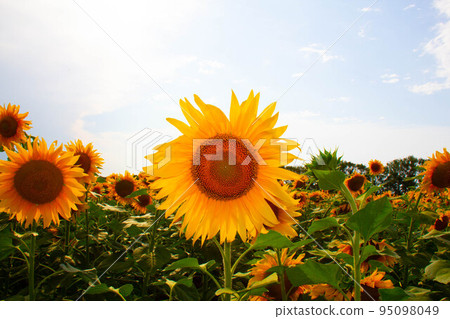 Sunflower in a sunflower field against a blue sky. Large yellow sunflower flower with green leaves on the trunk under the bright sun. Beautiful Natural Wallpaper. Summer nature. Sunflower in a sunflower field against a blue sky. Large yellow sunflower flower with green leaves on the trunk under the bright sun. Beautiful Natural Wallpaper. Summer nature. 95098049