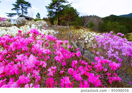 青梅市梅園花景 青梅市梅園花景 95098056