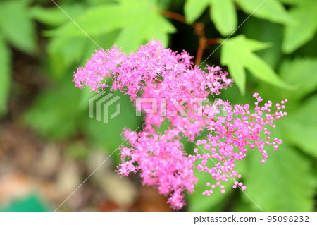 Kyano Ganco花 Kyano Ganco花 95098232